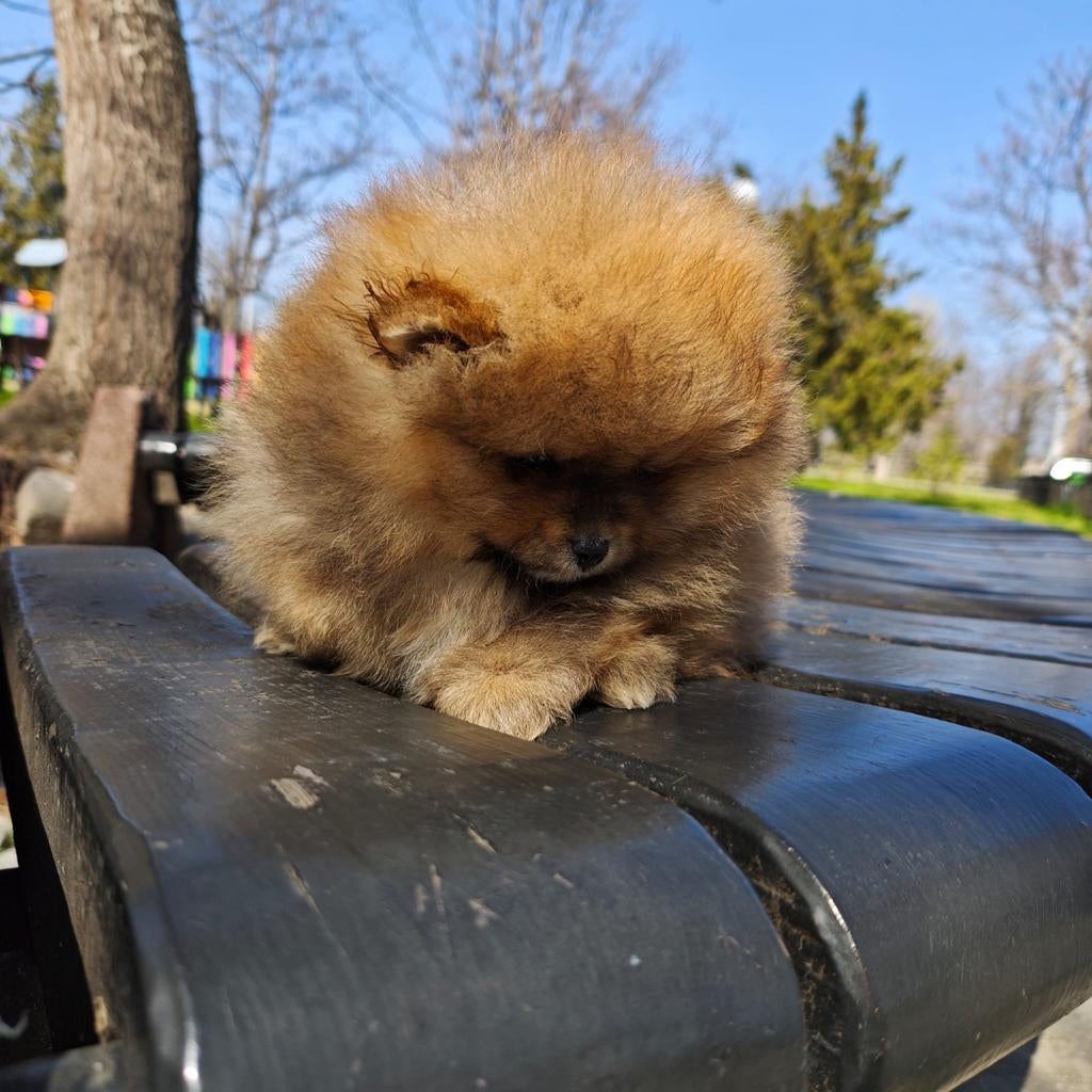 Pomeriaan pups, Particulier, Keeshond, Reu, 8 tot 15 weken
