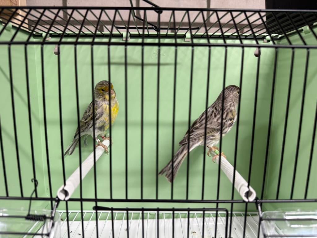 Koppel geel agaat 2024, Dieren en Toebehoren, Vogels | Kanaries, Meerdere dieren, Kleurkanarie