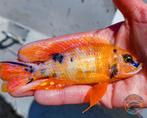 Laatste! Aulonocara Platinum Tangerine OB, Dieren en Toebehoren, Vis