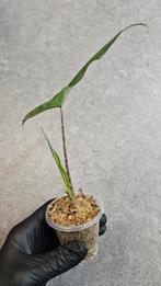 Alocasia Sabrina Narrow, Ophalen of Verzenden, Halfschaduw, Minder dan 100 cm