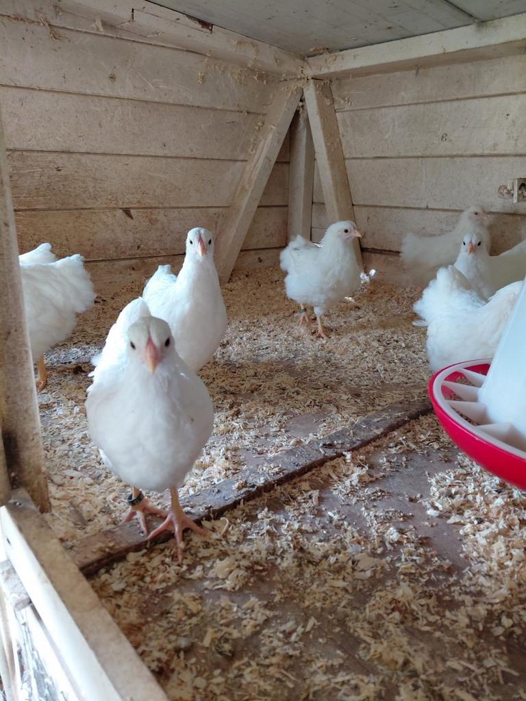 Wyandottekriel, wit., Dieren en Toebehoren, Pluimvee, Mannelijk, Kip