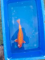 Doitsu orenji ogon 44cm, Karper of Koi