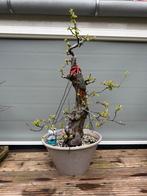 Exclusieve Bonsai midden-hoog segment 500-1000 euro, Bloeit niet, Overige soorten, Minder dan 100 cm, Ophalen