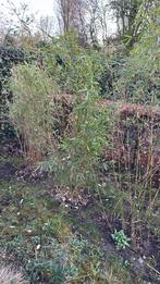 Gratis af te halen bamboeplanten, Tuin en Terras, Planten | Tuinplanten, Ophalen, Vaste plant, Siergrassen, Bloeit niet