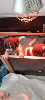 Springer Cocker pups , jachthond, detectie, Dieren en Toebehoren, Honden | Retrievers, Spaniëls en Waterhonden, 8 tot 15 weken