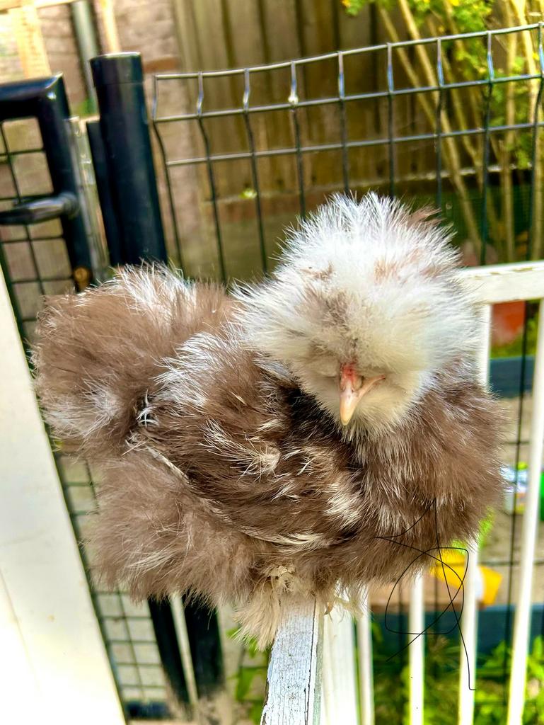 Broedeieren usa zijdehoen mottled choco, Dieren en Toebehoren, Pluimvee, Geslacht onbekend, Kip