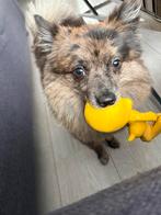 Pomeriaan zoekt liefdevol huisje, Keeshond, 1 tot 2 jaar, Teef, Parvo