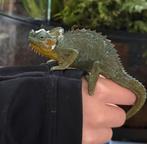 Helmkameleon trioceros Hoehnelii gezocht, Hagedis, 0 tot 2 jaar