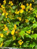 Terrariumplant Begonia primatocarpa, Ophalen of Verzenden, Halfschaduw, Minder dan 100 cm