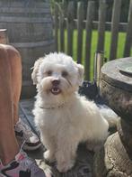 MaltiPoo reu (2 jaar) – zoekt rustig en ervaren thuis, Dieren en Toebehoren, Honden | Niet-rashonden, Reu, 1 tot 2 jaar, Parvo