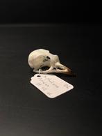 schedel Xipholena punicea, Ophalen of Verzenden, Zo goed als nieuw, Overige merken