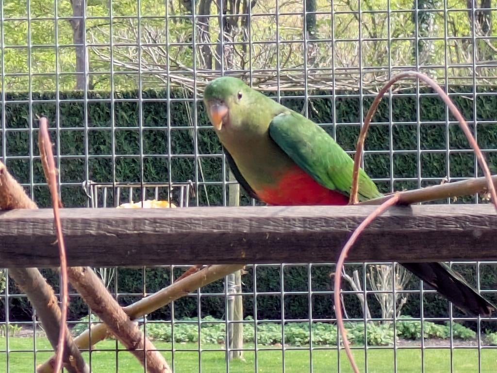 Konings parkieten, 3 stuks, € 240,00., Dieren en Toebehoren, Vogels | Parkieten en Papegaaien, Meerdere dieren, Parkiet