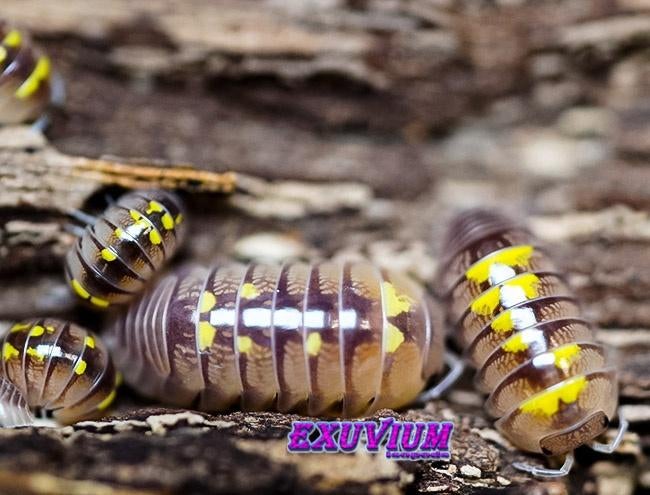 Schizidium rausi isopods / pissebedden, Overige soorten