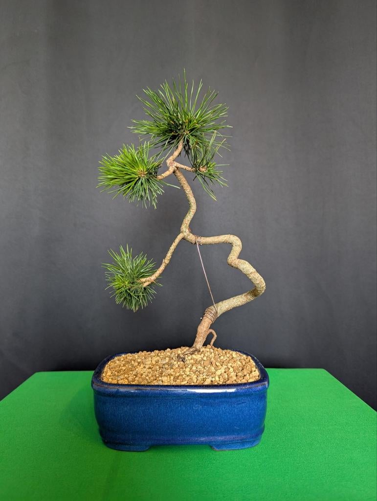 Pinus Sylvestris Bonsai, Tuin en Terras, Planten | Bomen, Ophalen, Bloeit niet, Halfschaduw, Overige soorten