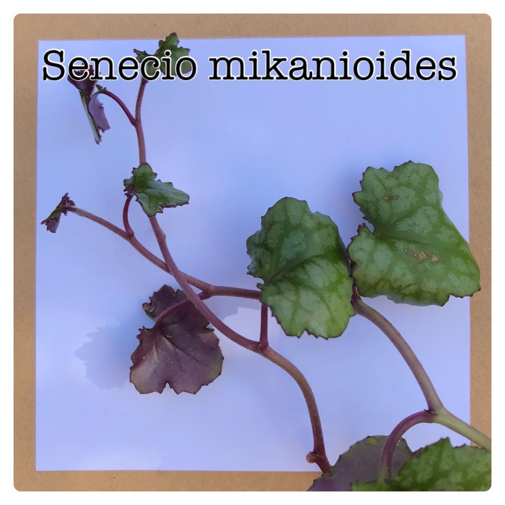 25. Senecio mikanioides stekje €2, Ophalen of Verzenden, Halfschaduw, Minder dan 100 cm