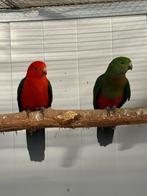 3 koppels Konings parkieten, Meerdere dieren, Parkiet
