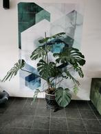 Grote Monstera Deliciosa - wordt te groot voor ons, Tuin en Terras, Ophalen, Overige soorten, Volle zon