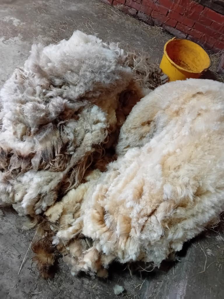 2x vacht Drents Heideschaap, Ophalen, Spinwol