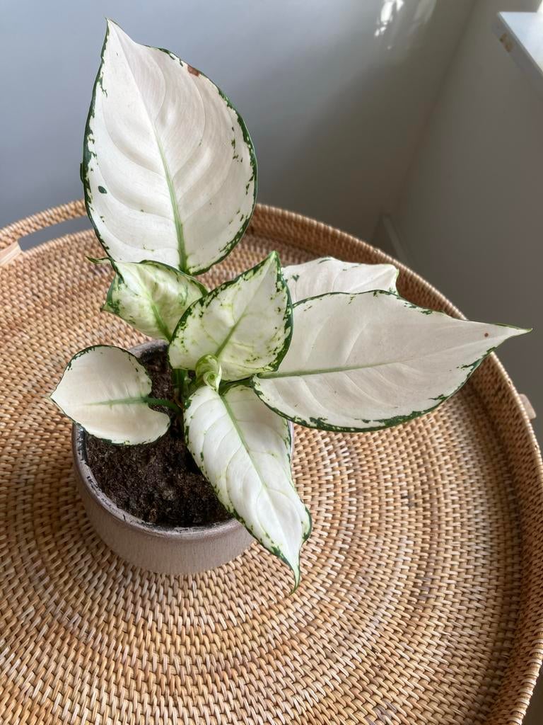 Aglaonema 'White Joy' - Prachtige Witte Kamerplant, Vaste plant, Bloeit niet, Halfschaduw, Ophalen