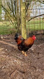 Gratis af te halen,  Wyandotte haan kriel, Dieren en Toebehoren, Pluimvee, Mannelijk, Kip