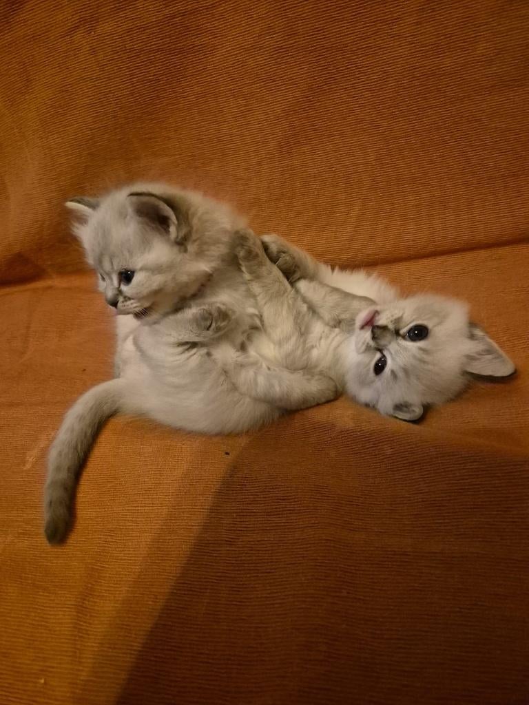 Ragdoll kittens met stamboom, Meerdere dieren, Met stamboom, 0 tot 2 jaar