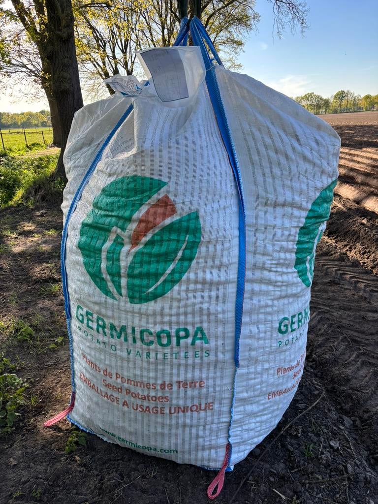 Pootgoed daisy, Ophalen of Verzenden