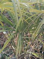 Palmboom winterhard Trachy carpus fortunei, Tuin en Terras, Planten | Bomen, 100 tot 250 cm, Zomer, Palmboom, Ophalen
