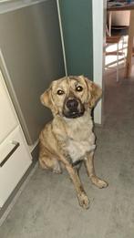 Gezocht tweede huis ( deeltijd hond), Dieren en Toebehoren, Particulier, Reu, 1 tot 2 jaar, Buitenland