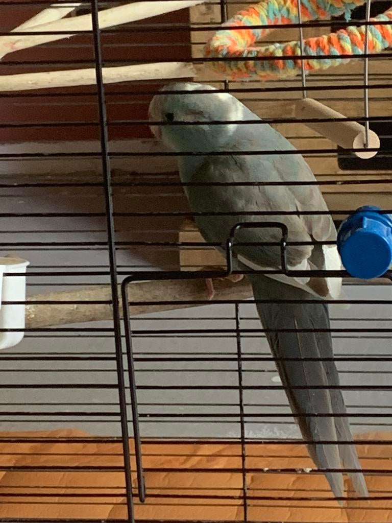 Kakariki, Dieren en Toebehoren, Meerdere dieren, Parkiet