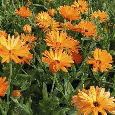 Goudsbloem plantjes, Volle zon, Eenjarig, Zomer, Ophalen