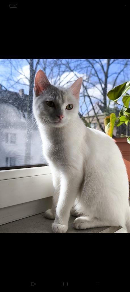 Gratis lieve kat (9 maanden)