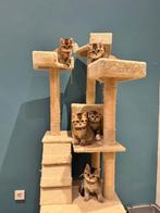 Britse korthaar kittens, Dieren en Toebehoren, Katten en Kittens | Raskatten | Korthaar, Meerdere dieren, Gechipt, 0 tot 2 jaar