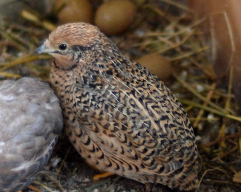 Chinese dwergkwartel hen gezocht, Vrouwelijk