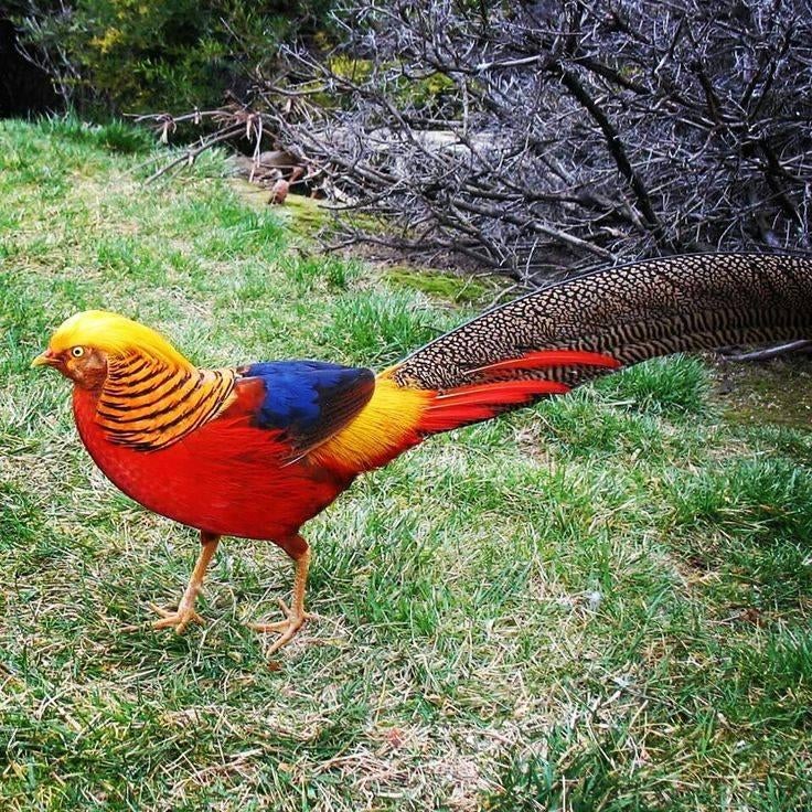 goudfazanten, Meerdere dieren, Tam