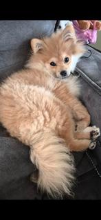 Pomeriaan pup 7 maanden oud reutje, Keeshond, 15 weken tot 1 jaar, Reu, Parvo