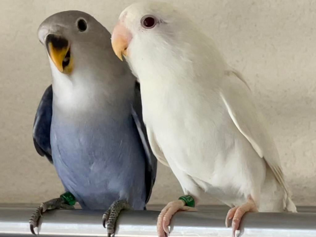 Agapornis Dwergpapegaai Lovebird Handtam, Meerdere dieren, Dwergpapegaai of Agapornis, Tam