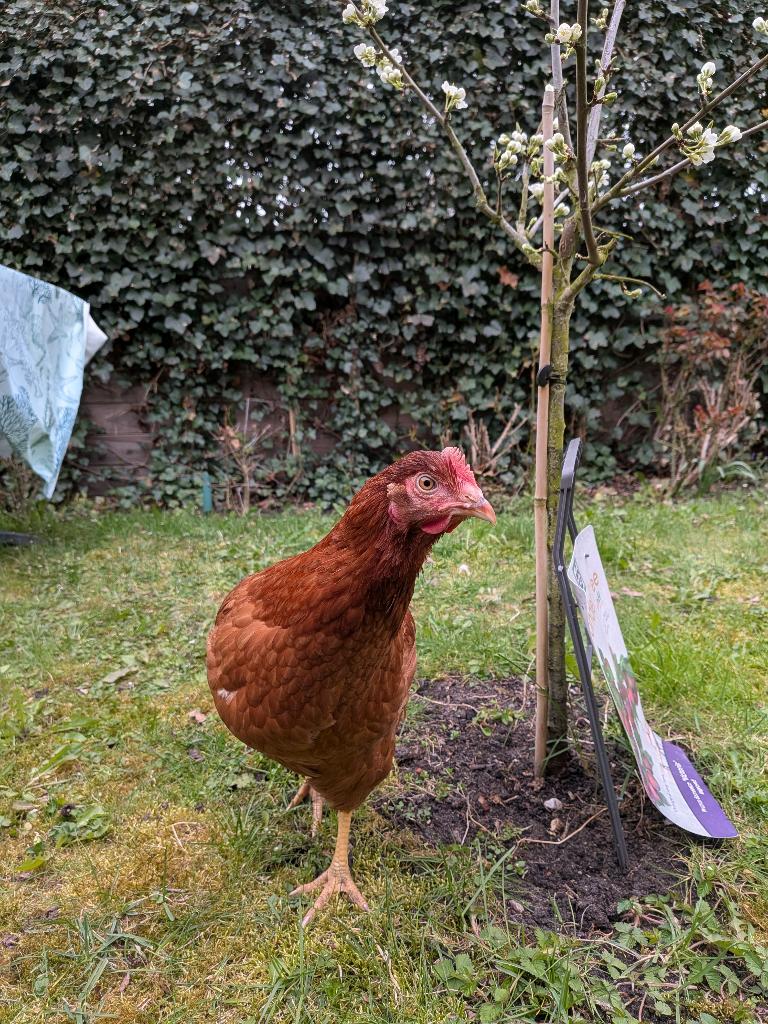 Te koop mooie legkip, Dieren en Toebehoren, Pluimvee, Vrouwelijk, Kip