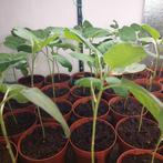 Surinaamse aubergine, antroewa en madamsenet plantjes, Volle zon, Groenteplanten, Eenjarig, Ophalen of Verzenden