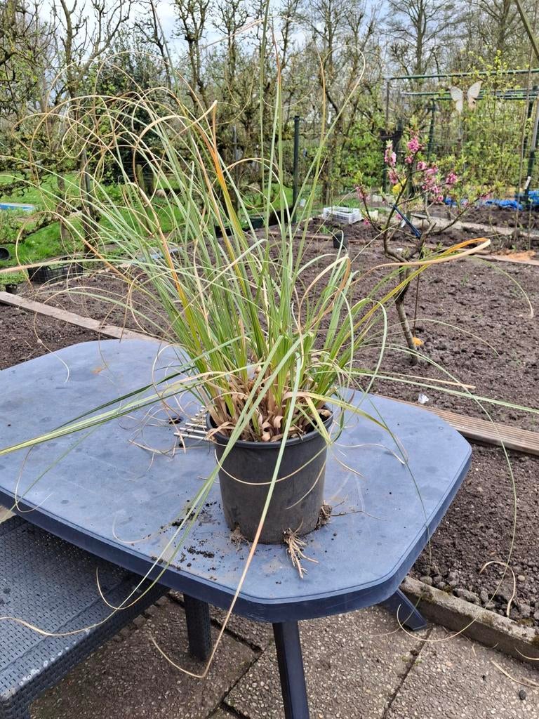 Pampasgras in pot - Ideaal voor uw tuin, Ophalen of Verzenden, Nieuw, Minder dan 10 m², Gras