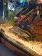 Ornate bichir, Ophalen of Verzenden, Zo goed als nieuw