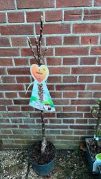 Zuil appelboom, Ophalen, Zo goed als nieuw