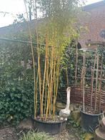 Tuinplanten, winterhard meerjarig, Tuin en Terras, Ophalen of Verzenden, Bamboe