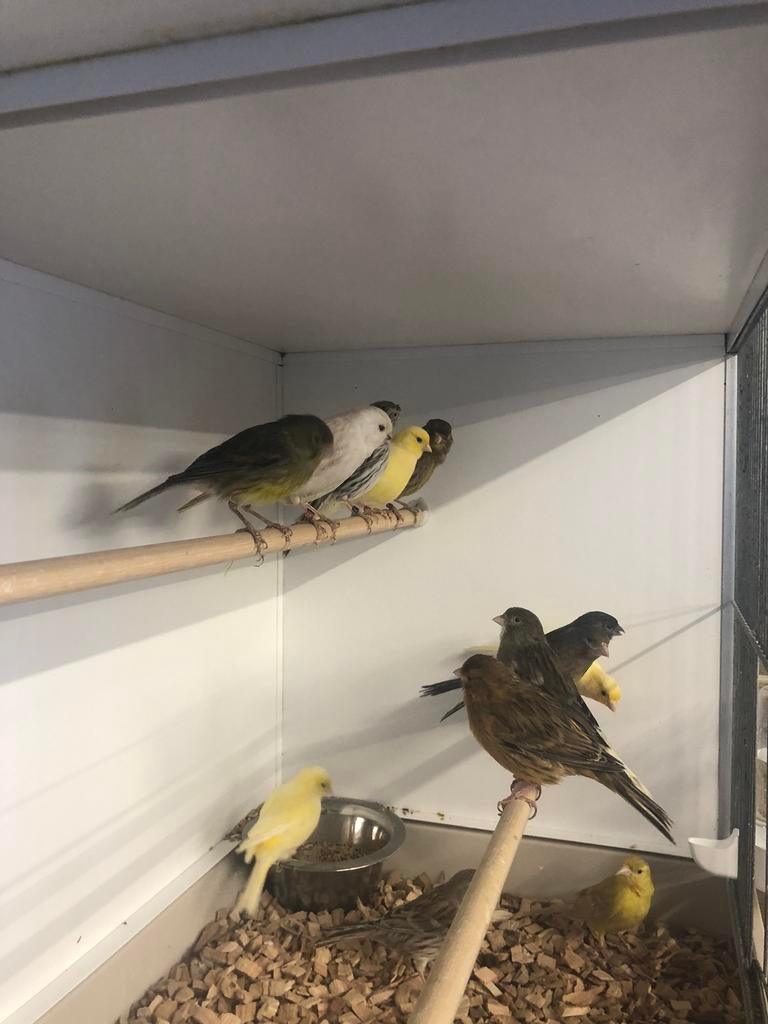 Div aan kanaries, Dieren en Toebehoren, Vogels | Kanaries, Meerdere dieren, Kleurkanarie