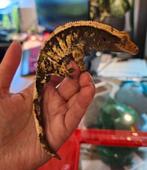 Wimper gekko man, Hagedis, Tam, 3 tot 6 jaar