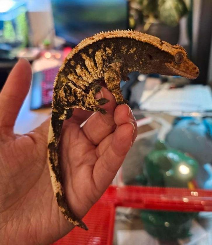 Wimper gekko man Crested Gecko - male for sale from M