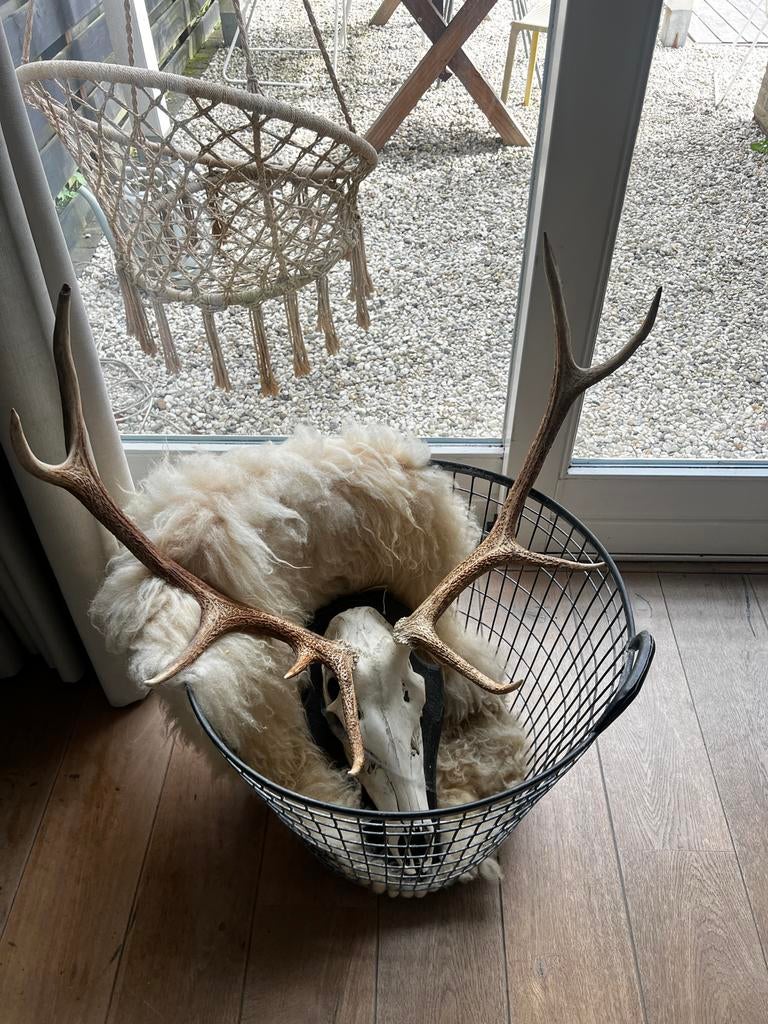 Hertenkop met gewei, Antiek en Kunst, Ophalen of Verzenden