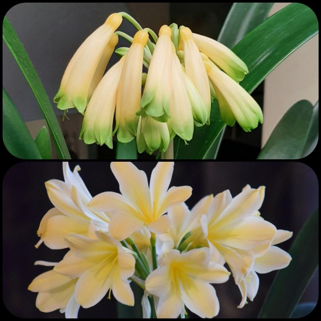 Gele Clivia kruising Gardinii Yellow x  Miniata Yellow XL, Bloeiende kamerplant, Ophalen of Verzenden, Volledige schaduw, Minder dan 100 cm