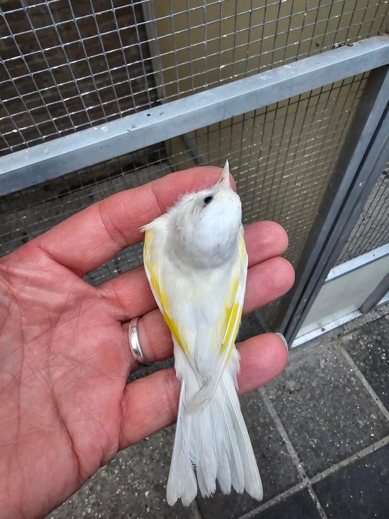 Parva mooie gezonde pop van 2025, Dieren en Toebehoren, Vogels | Kanaries, Vrouwelijk