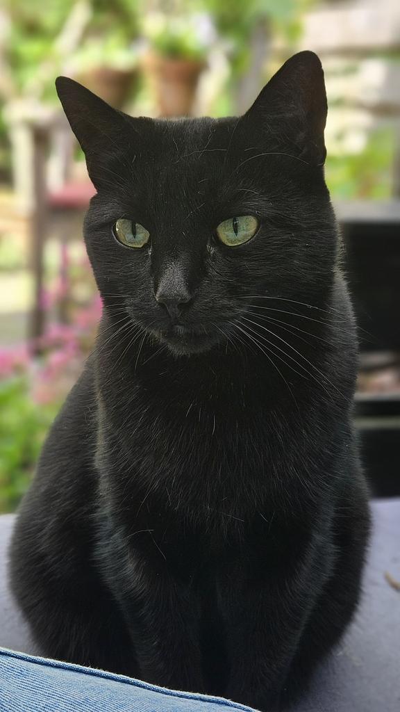 Poes ter adoptie, Dieren en Toebehoren, Katten en Kittens | Overige Katten, Poes