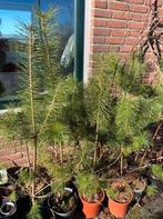 Boom zaailingen: den, populier, els, esdoorn, berk,100-200cm, Tuin en Terras, Planten | Bomen, 100 tot 250 cm, Volle zon, In pot